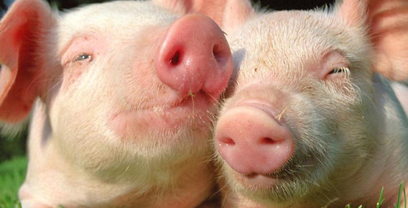 Azienda Agricola Di Lenarda Gigino