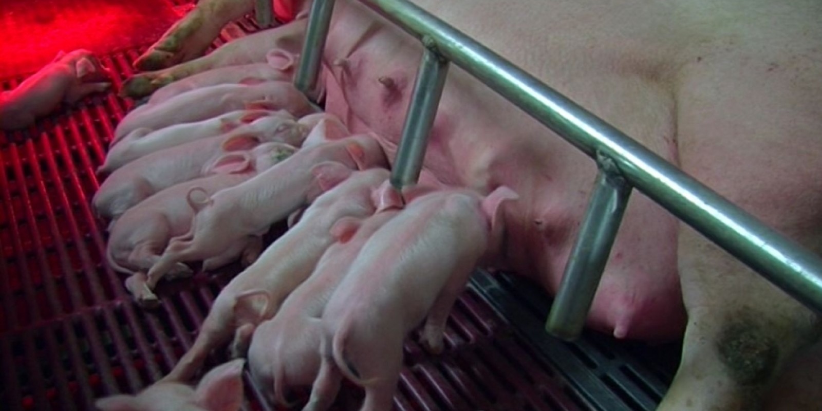 allevamento di suini nel nostro stabilimento a Sedegliano (Udine)